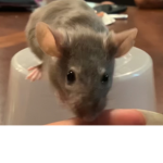 RiceBall’s riceship