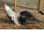 Amazing Chicken fan group