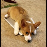 Beagle Corgi Mix 🔥😍