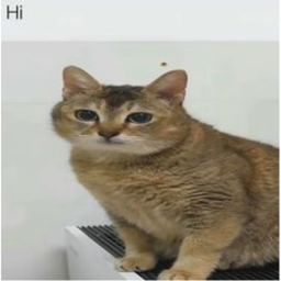 ss
