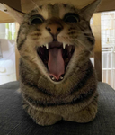 jjselv09's Friend Chat