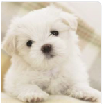 Dog group roblox