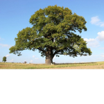 Zerineoak
