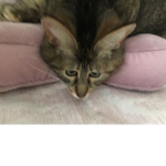 DisLilRat