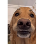 Bonnie fanf
