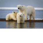 PolarPlaZ Gang