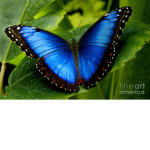 ButterFLY Club!!!