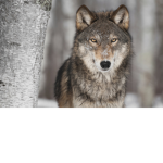 ALONE WOLFS TEAM
