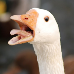 HONK geese and DUCK squad