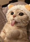 strawberrishortcake Community!