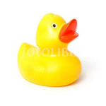 ducks... Just ducks but no ducks