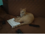 Balls are life and this cat is here to see you