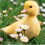 Srawbby Ducklings