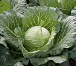 I microwave Cabbages