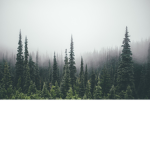 Oak and Pine Clothing