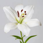 Lily's Fan Group Of Love