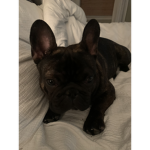 dog man Archie
