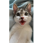 sopa de gato