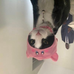 ooblluk$