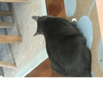 #cats are amazing