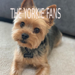 Yorkie fans