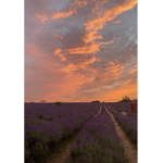 Lavender blossoms!!!!