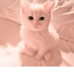 Kitties army! <3