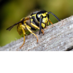 WASP-nation