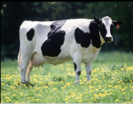 moo.inc