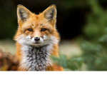 The Fox Trots