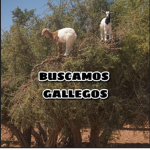 BUSCAMOS GALLEGOS