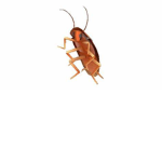 DA ROACH'S