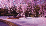 桜熊 Cherry Bear