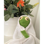 teh kermit aesthetics