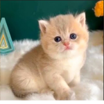 ######### kittens