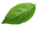 Leafys gang