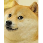Mario doge