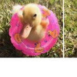 Ducky_squad:)