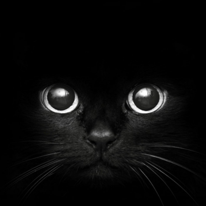 Black Cat Roblox decal