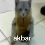 El pixe gato meowl