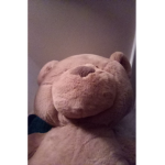 I-like_bears