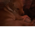 Doggy group join if you love dogs