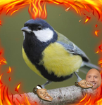 TEAM_BIRDY