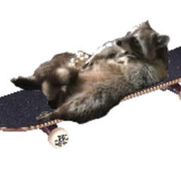 The Raccoon Group Hangout