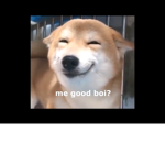 The shiba fan group