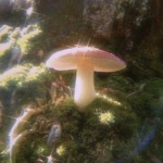 averani
