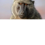 The Baboon