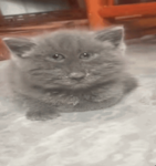 Ash yt