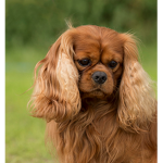 Cute doggy !!