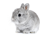 The official bunny clan